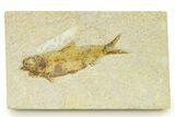 Detailed Fossil Fish (Knightia) - Wyoming #333834-1